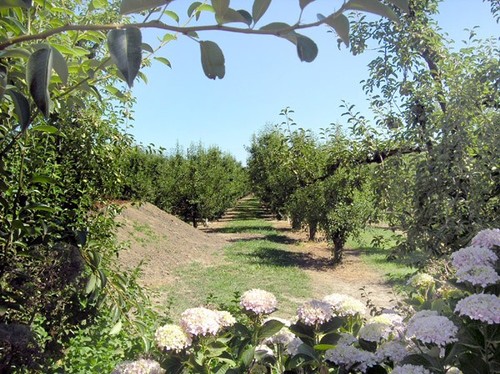 13545 Grand Island Rd, Walnut Grove, CA 95690, USA